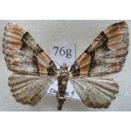 Catarhoe rubidata (Denis & Schiffermüller, 1775) Paśnik czerwieniak Czech76g